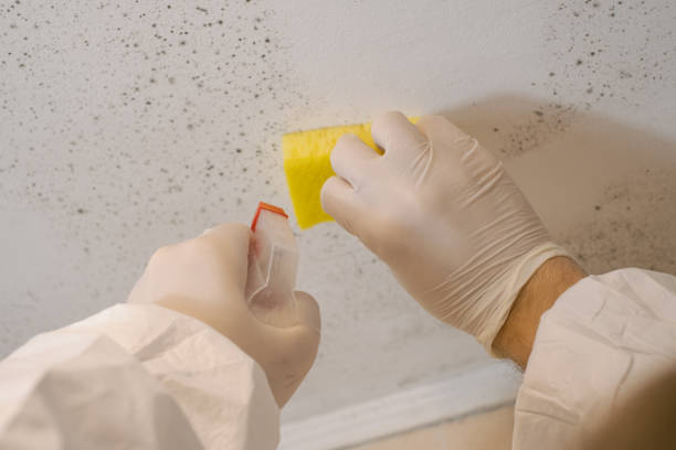 Best Mold Prevention Services  in USA